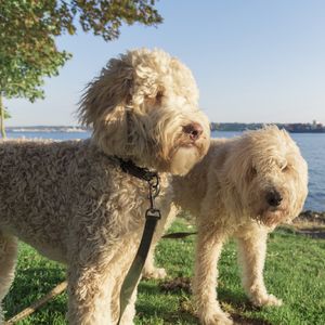 Labradoodle