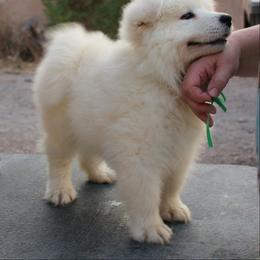 Samoyed Puppies from Wintersong Samoyeds