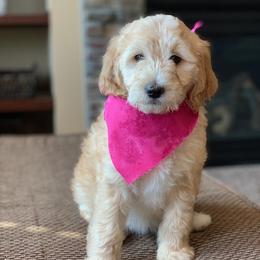  Puppies from Timber Rock Doodles