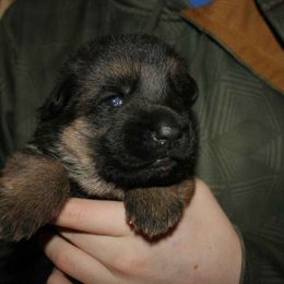 Australian Shepherd Puppies from Waldo German Shepherd Dogs