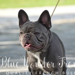 French Bulldog adult dog