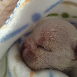 French Bulldog Puppies from Epic French Bulldogs