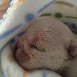 French Bulldog Puppies from Epic French Bulldogs