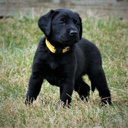 Labrador Retriever Puppies from GocheeLabs