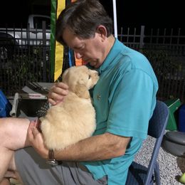 Golden Retriever Puppies from Gaylan's Golden Retrievers