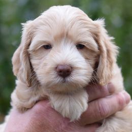 Labradoodle Puppies from Ocean View Labradoodles