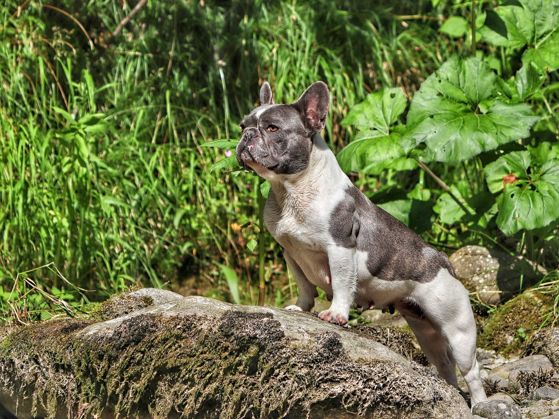 Magnum store french bulldogs