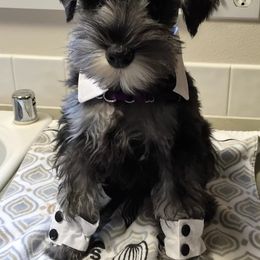 Miniature Schnauzer Puppies from Heavenly Miniature Schnauzers