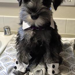 Miniature Schnauzer Puppies from Heavenly Miniature Schnauzers