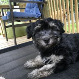 Havanese Puppies from PT Havanese