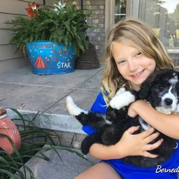 Bernedoodles of Kansas breeder of Bernedoodle