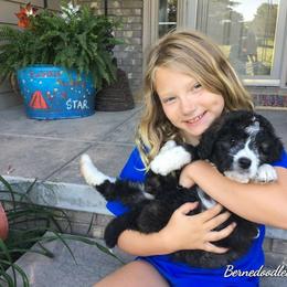 Bernedoodles of Kansas breeder of Bernedoodle