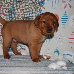Labrador Retriever Puppies from Terracotta Treasures Labradors