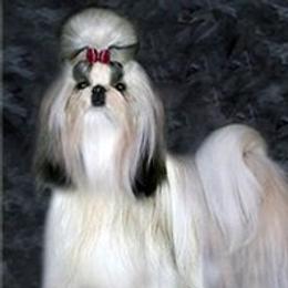 Gia - Shih Tzu