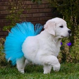 Golden Retriever Puppies from Dry Canyon Goldens