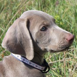 Weimaraner Puppies from Boonieland Kennels