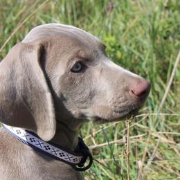Weimaraner Puppies from Boonieland Kennels