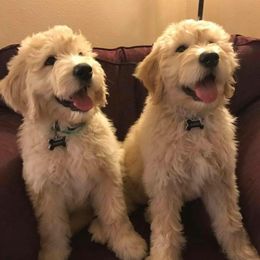 Bernedoodle and Goldendoodle Puppies from O'Dells Doodles