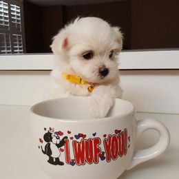 Collin Maltese breeder of Maltese