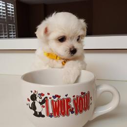 Collin Maltese breeder of Maltese