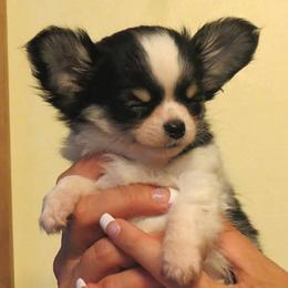 Chihuahua Puppies from True Shot Chihuahuas