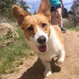 Pembroke Welsh Corgi Puppies from Walkabout's Pembroke Corgi's