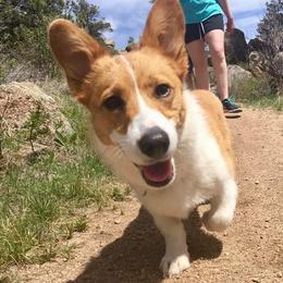 Pembroke Welsh Corgi Puppies from Walkabout's Pembroke Corgi's