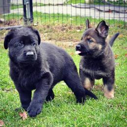 German Shepherd Puppies from Rodina Straze German Shepherds