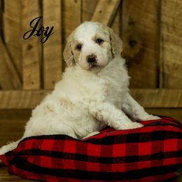 Labradoodle and Poodle Puppies from Grace Kennel