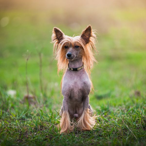 Chinese Crested