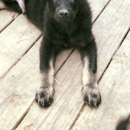 German Shepherd Puppies from Sonnenhügel Shepherds