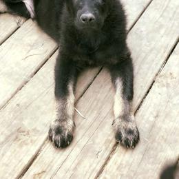 German Shepherd Puppies from Sonnenhügel Shepherds