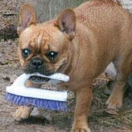 Glory - French Bulldog