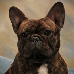 Keon - French Bulldog