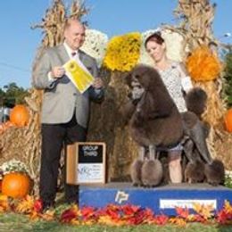 GCH Chase Enterprise - Poodle