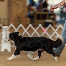 Ch. Balmoral's Better Than Revenge (Quinn) - Border Collie
