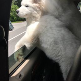 Samoyed Puppies from Seaside Samoyeds