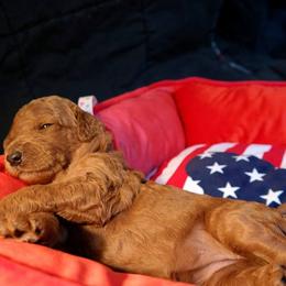 Poodle Puppies from Sunset Maple Poodles