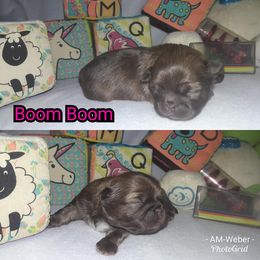 Great Dane and Shih Tzu Puppies from Empire Royalty and Majestic Dane