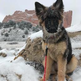 German Shepherd Puppies from Lost Creek German Shepherds