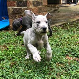 Bernese Mountain Dog and Great Dane Puppies from Stonebrook Gentle Giants