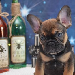 French Bulldog Puppies from Sharp-Noble French Bulldogs