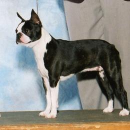 Boston Terrier All Grown Up from Deja-Vu Bostons