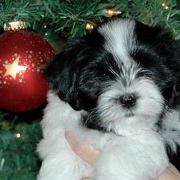 Bedlem Havanese breeder of Havanese