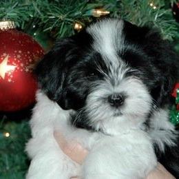 Bedlem Havanese breeder of Havanese
