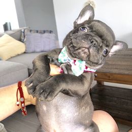 French Bulldog Puppies from Bouledogue Royal
