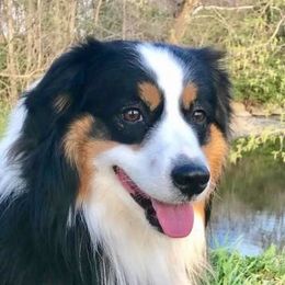 Miniature American Shepherd adult dog