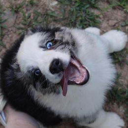 Australian Shepherd Puppies from Moss Cross Creek Aussie’s