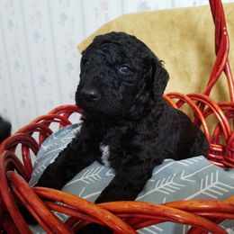 Poodle Puppies from Bouquet of Poodles