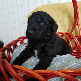 Poodle Puppies from Bouquet of Poodles